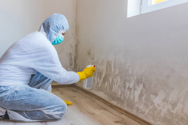 Licensed Black Mold Removal service in Audubon, PA - WQB Mold Removal