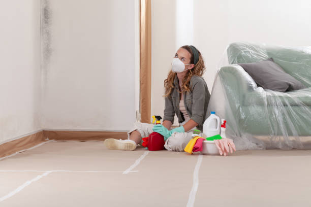 Reliable Black Mold Removal contractor in Audubon, PA by WQB Mold Removal