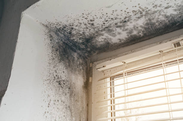Affordable Black Mold Removal solutions in Audubon, PA